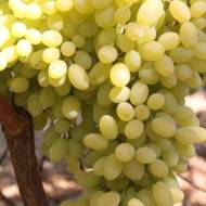 Саженец Виноград кишмиш Гелиодор