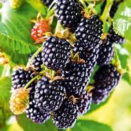 Саженец Ежевика Селебрети