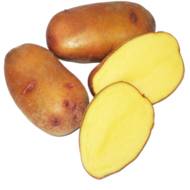 Насіннєва картопля Случ