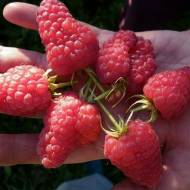 Саджанець Малина Столешник (малинове дерево)