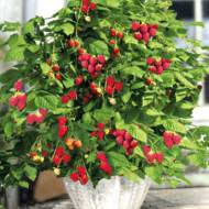 Саджанець Малина Патіо Бьюті