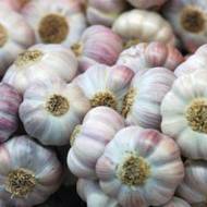 Часник Любаша (головка, фракція 4-5 см)