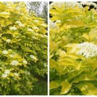 Саженец Бузина черная Ауреа