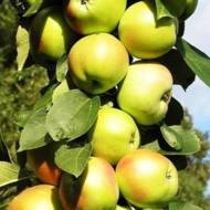 Саженец Яблоня колонновидная Болеро