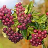 Саджанець Горобина Лікерна