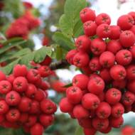 Саджанець Горобина Пурпурова великоплідна