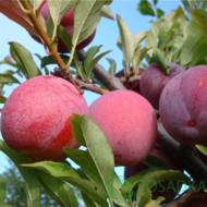 Саженец Слива Оцарк Премьер Диплоидная