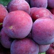 Саженец Слива Президент