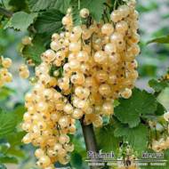 Саженец Красная смородина Уральская белая на штамбе