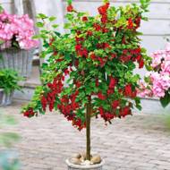 Саженец Красная смородина Красное Виксне на штамбе