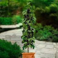 Саженец Смородина Черный Бумер на штамбе