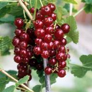 Саженец Красная смородина Принц Альберт