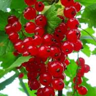 Саджанець Порічка Наталі