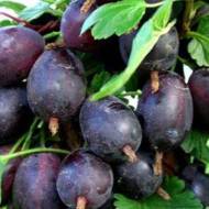 Саджанець Агрус Чорносливовий