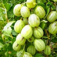 Саджанець Агрус Уральський ізумруд