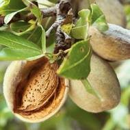 Саджанець Мигдаль Туоно