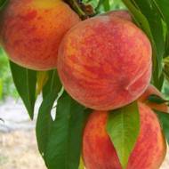 Саженец Персик Инка