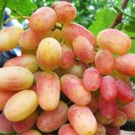 Саженец Виноград Сенсация