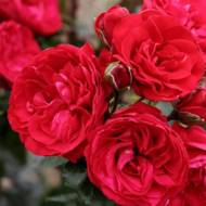 Троянда плетиста Ред Еден Роуз