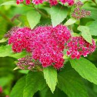 Саджанець Спірея Дартс Ред в контейнері