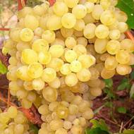 Саджанець Виноград кишмиш Соломія