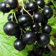 Саджанець Смородина Бен Тіран