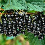 Саджанець Смородина Оріана