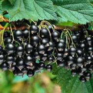 Саджанець Смородина Оріана