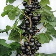 Саджанець Смородина Оріана