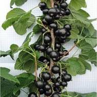 Саджанець Смородина Оріана