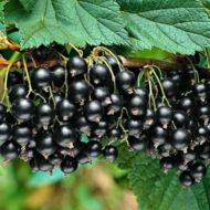 Саженец Смородина Ориана