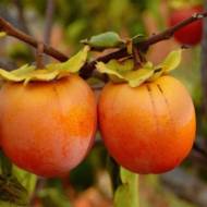 Саджанець Хурма Корольок