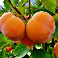 Саженец Хурма Роман-Кош