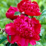 Півонія Inspecteur Lavergne