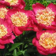 Півонія Sword Dance