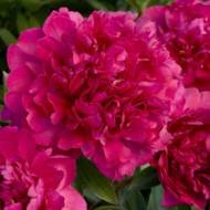 Півонія Paul M. Wild (1-2 бруньки)