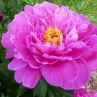 Півонія Nice Gal