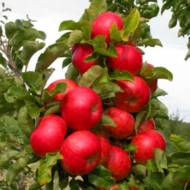 Саджанець Яблуня колоновидна Готика