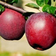Саджанець Яблуня Спартан
