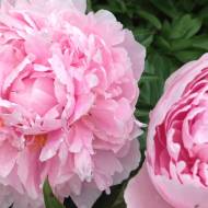 Півонія Albert Crousse