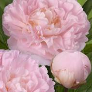 Пион Albert Crousse