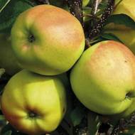 Саженец Яблоня Сапфир