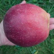 Саженец Яблоня Граф Эззо