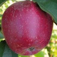 Саженец Яблоня Кадел