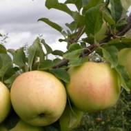 Саженец Яблоня Луна