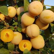 Саженец Слива Желтая Афаска