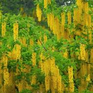 Саджанець Бобовник