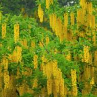 Саженец Бобовник