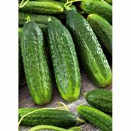 Огірок Круїз за 20 нас.