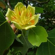 Саженец Лириодендрон (Тюльпановое дерево)